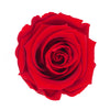 Preserved Single Rose With Stem