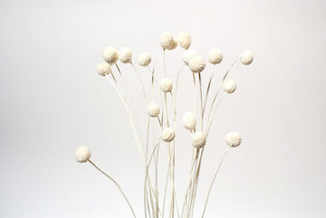 Billy Buttons Preserved Flowers