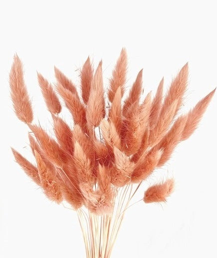 Bunny Tails Dusty Rose 50 Stems