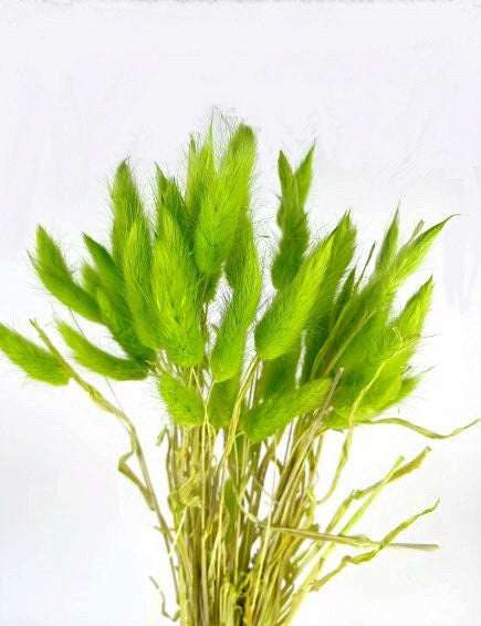 Bunny Tails Green 50 Stems