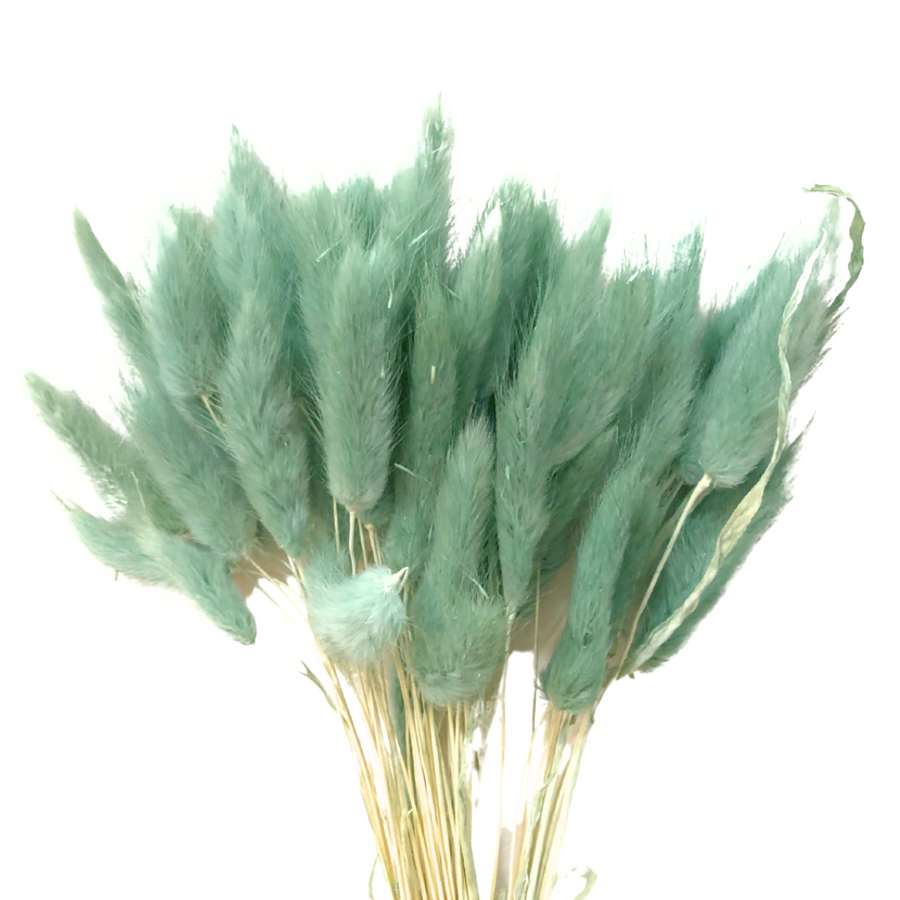Bunny Tails Pacific Blue 50 Stems