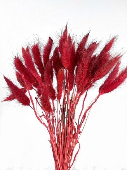 Bunny Tails Red 50 Stems
