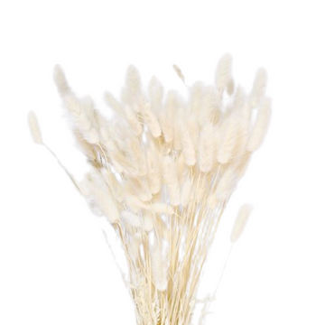 Bunny Tails White 120 Stems