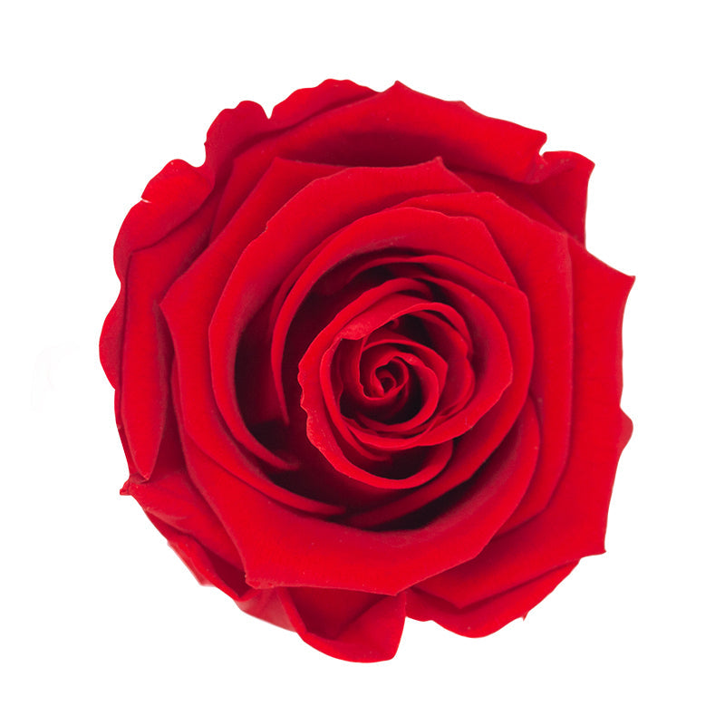 Preserved Single Rose
